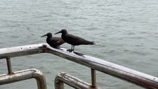 Lesser Noddy (Anous tenuirostris) also known as the sooty noddy, a seabird, seen at Elephanta Island near Mumbai, Maharashtra, India in monsoons