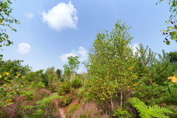 Denecourt path 16 in the Hills of the Trois Pignons forest