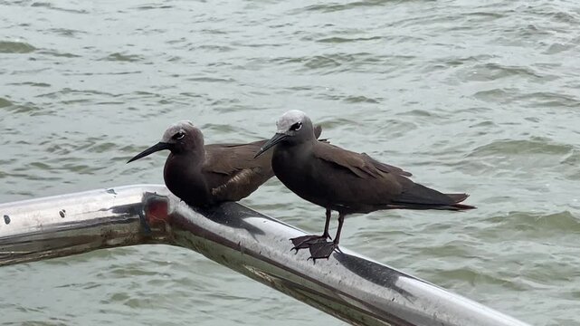 Lesser Noddy (Anous tenuirostris) also known as the sooty noddy, a seabird, seen at Elephanta Island near Mumbai, Maharashtra, India in monsoons
