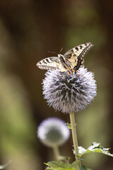 butterfly on thistle