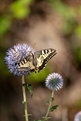 butterfly on a flower