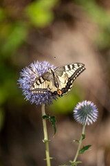 butterfly on flower