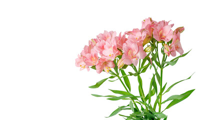 pink alstroemeria flower, Lily of the Incas, in vase on isolated white background close-up