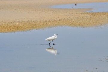 A heron hunts on the ocean shore