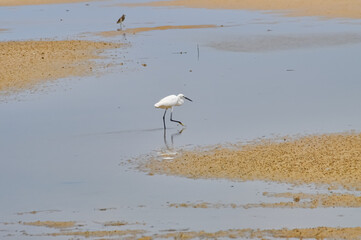A heron hunts on the ocean shore