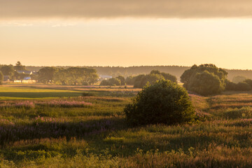 A field of grass with a tree in the middle