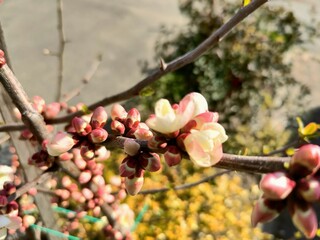 This image features a detailed close up of a flower bud resting delicately on a tree branch, showcasing its beauty and potential bloom