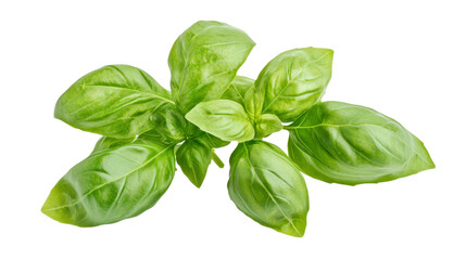 Obraz premium Fresh basil leaves with vibrant green color, perfect for culinary use and adding a touch of flavor to dishes.