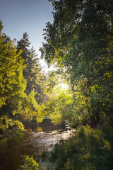 A river with a tree in the foreground