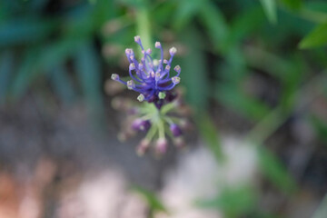 This image features a closeup view of a beautifully vibrant purple flower, showcasing its intricate details, with lush green leaves artistically framing the background