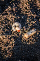 Obraz premium Engerlinge auf Erde, Larve von Käfer, 