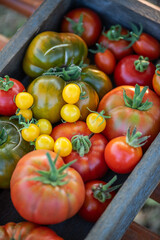 Kiste mit verschiedenen Tomaten, Gemüse ernten im Garten, Holzkiste mit vielen Tomatensorten, 