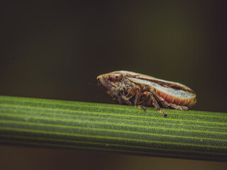 A close-up of a Common froghopper in the UK
