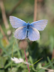 A Common Blue butterfly with wings spread