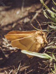A female Oak Eggar moth
