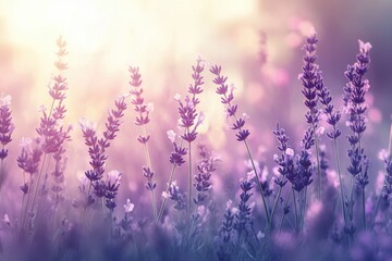 A lavender field in full bloom, with soft sunlight filtering through the petals, creating a dreamy and ethereal atmosphere. The purple hues of the flowers contrast beautifully with the warm background