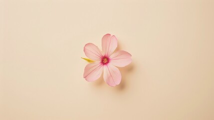 2. Detailed top-view shot of a small flower resting on a smooth pastel background, thoughtfully arranged to allow for personalized text, perfect for creative and sophisticated designs.