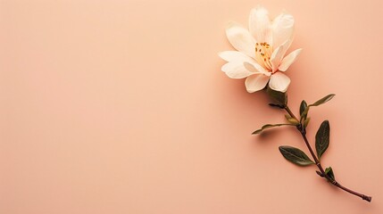 Fototapeta premium 2. Detailed top-view shot of a small flower resting on a smooth pastel background, thoughtfully arranged to allow for personalized text, perfect for creative and sophisticated designs.