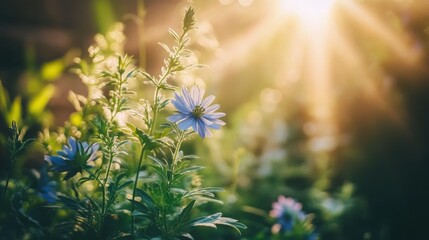 Obraz premium Vibrant Love-in-a-Mist Flower in Lush Garden Setting: Photography Print