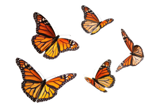 Fototapeta set of butterflies isolated on white or transparent png