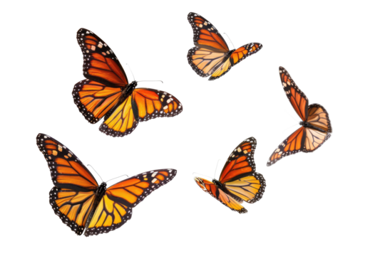 set of butterflies isolated on white or transparent png