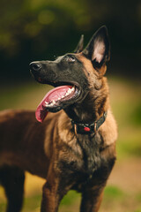 Pastore belga malinois
