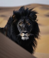 The image Cinematic is a close-up of a lion with a red background