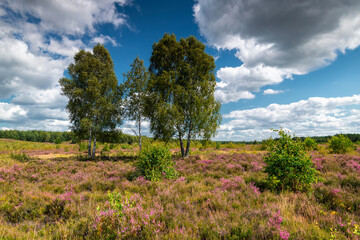 Obraz premium Heath with blooming inflorescence, near the town of Borne - Sulinowo, Poland