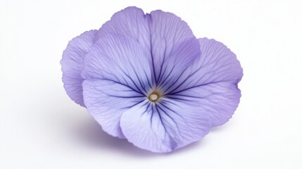 Vibrant close-up shot of violet flower on white background - stunning floral photography