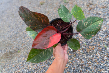 Closeup to big size of philodendron Orange princess in the pot