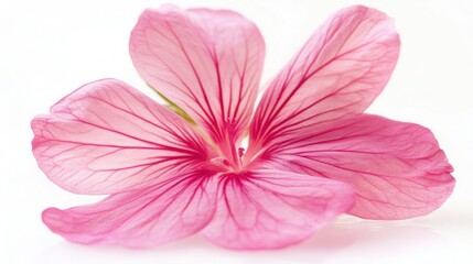 Vibrant Close-Up of Geranium Flower on White Background - Beautiful Nature Photography Capture