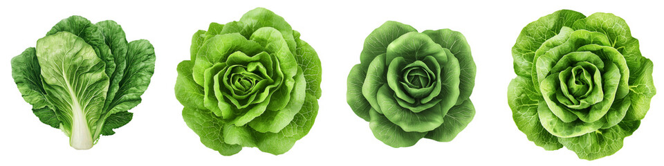 Top view of four fresh green lettuce heads, featuring bok choy, butterhead, and other varieties, neatly arranged side by side on a transparent background.