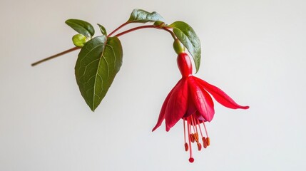 Obraz premium Vibrant Close-Up Shot of Fuchsia Flower on White Background - Floral Beauty Photography