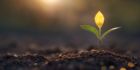 Close-up of fresh two-leaf plant in dark soil, against starry ni