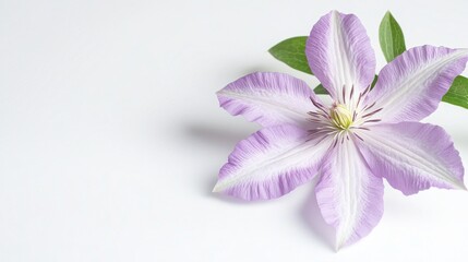 Obraz premium Vibrant Close-Up Shot of Clematis Flower on White Background - Beautiful Floral Photography