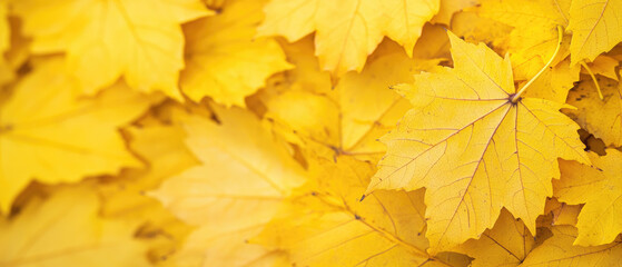 Autumns Golden Tapestry, a vibrant array of bright yellow maple leaves blankets the ground, embodying the seasons warmth and the beauty of natures transition.