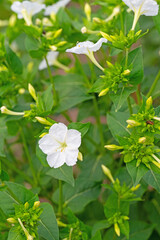 Weiße Wunderblumen in einer Nahaufnahme