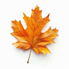 Fototapeta premium A Single Dried Maple Leaf Isolated on White Background