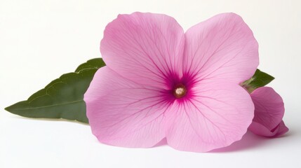 Obraz premium Vibrant close-up of an impatiens flower against a white background
