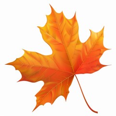 Obraz premium An Isolated Single Orange Autumn Maple Leaf