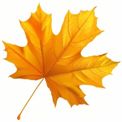 Obraz premium Single, Golden-Yellow Maple Leaf on White Background