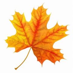 Fototapeta premium A Single, Vibrant Autumn Maple Leaf Isolated on White