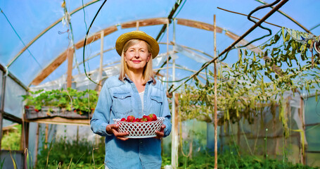 Portrait of old Caucasian woman wearing straw hat holds basket with ripe strawberries. Beautiful female farmer smiles standing in the middle of own greenhouse.