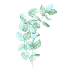 Bouquet of two eucalyptus branches with pale green leaves. True blue or silver dollar eucalyptus twigs. Isolated watercolor clipart for botanical-themed skincare packaging, or organic product labels