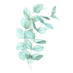 Arrangement of two eucalyptus branches with blue-green leaves. Isolated eucalyptus cinerea watercolor clipart for use in aromatherapy product packaging, holistic health and wellness brochures