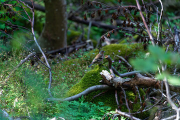 Buchfink im Wald