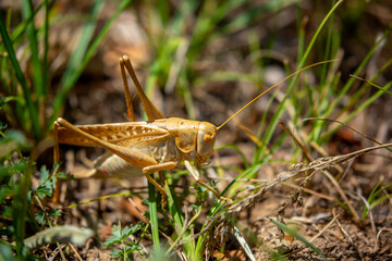 Fototapeta premium Locust close-up on plants. Locust invasion of agricultural fields. Exotic food of Asia.