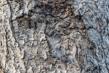 Weathered old wood texture background