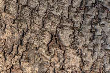 Weathered old wood texture background
