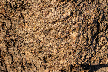 Weathered old wood texture background